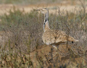 波斑鴇新疆亞種