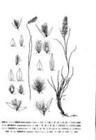 小穗臭草 小穗臭草