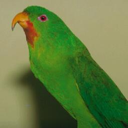 紅頦吸蜜鸚鵡 紅頦吸蜜鸚鵡