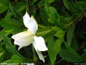 梔子花詩 梔子花詩