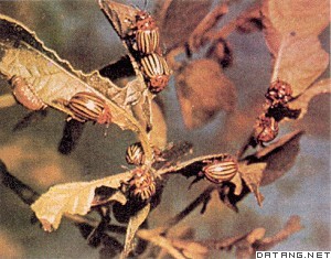 植物害蟲以危害馬鈴薯葉片為主的美國科羅拉多甲蟲