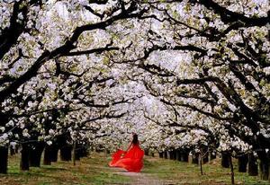 碭山梨花 碭山梨花