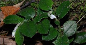 異色雪花 異色雪花