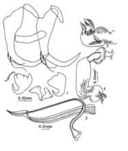 曲陰似鯰盤蟲 曲陰似鯰盤蟲