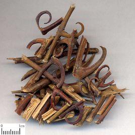 劍河鉤藤 劍河鉤藤