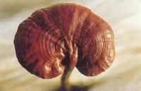 紫韌革菌 紫韌革菌