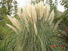 蒲葦[一種植物]