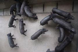 重慶黑豬 重慶黑豬