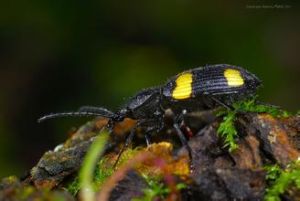 背裂跗步甲 背裂跗步甲
