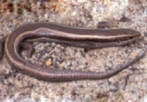 （圖）崇安石龍子