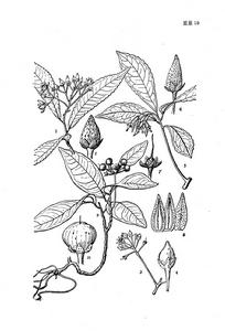 九管血（原變種）