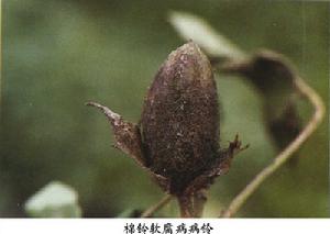 棉鈴軟腐病 棉鈴軟腐病