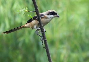 （圖）棕背伯勞