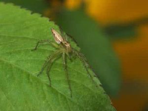 羽狀貓蛛 羽狀貓蛛