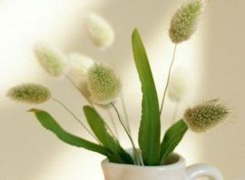 肌酐偏高 肌酐偏高