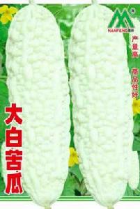 大白苦瓜 大白苦瓜