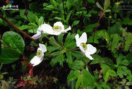 紅萼銀蓮花 紅萼銀蓮花