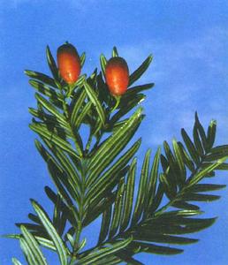 紅豆杉科 紅豆杉科