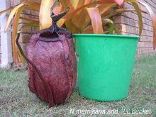 各種各樣的豬籠草