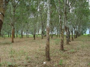 弄帕自然村 弄帕自然村