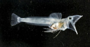 博氏冰魚 博氏冰魚