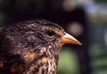 科科斯群島雀屬 科科斯群島雀屬