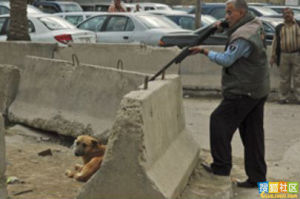 屠殺拙狗在行動