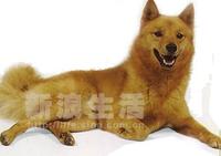 芬蘭絨毛犬 芬蘭絨毛犬