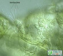   纖毛蟲 