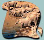 阿多大象國家公園 阿多大象國家公園