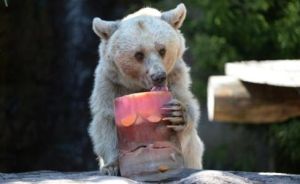 冷凍動物園項目 冷凍動物園項目