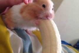 倉鼠吃香蕉