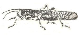 朱腿痂蝗 朱腿痂蝗