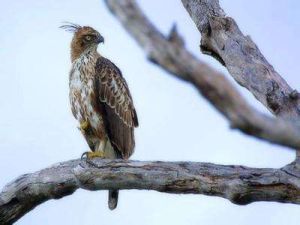 鳳頭蜂鷹巴拉望亞種 鳳頭蜂鷹巴拉望亞種