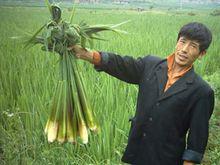 茭白[茭白（禾本科草本植物）別名&middot;篙瓜]