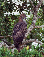 鳳頭鹰鵰 鳳頭鹰鵰