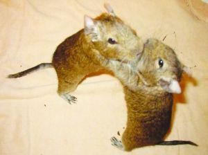 八齒鼠總科 八齒鼠總科