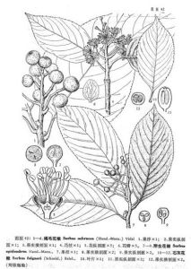 附生花楸（圖7、8、9）