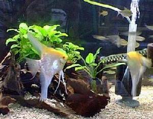 魚類雌雄性別的鑑別 魚類雌雄性別的鑑別