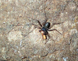 無尾海蜘蛛 無尾海蜘蛛