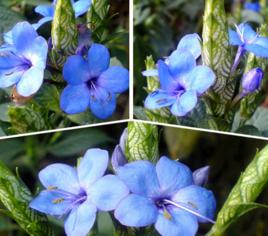 喜花草屬 喜花草屬