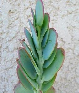 白姬之舞 白姬之舞