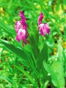 雙唇象牙參 雙唇象牙參