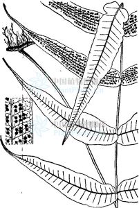 中間節肢蕨 中間節肢蕨