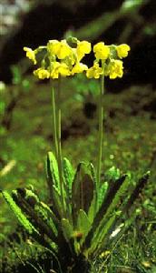 金黃脆蒴報春 金黃脆蒴報春