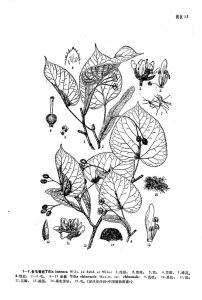 來源：中國植物志原版墨線圖