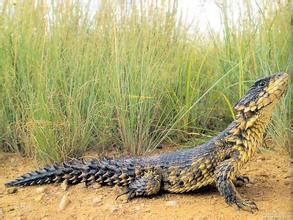 巨型環尾蜥 巨型環尾蜥