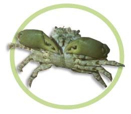 光滑綠蟹 光滑綠蟹