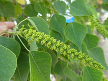 淮南，鳳台，烏臼