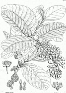 簿托木姜子 簿托木姜子